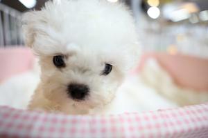 CHINA-LANZHOU-EXPOSICION DE MASCOTAS