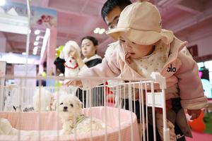 CHINA-LANZHOU-EXPOSICION DE MASCOTAS