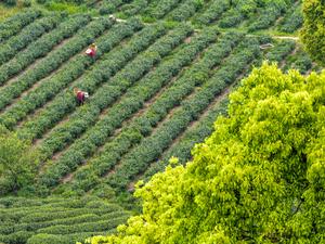CHINA-CHONGQING-RONGCHANG-RECOLECCION DE HOJAS DE TE