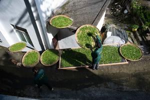 CHINA-HUANGSHAN-AGRICULTURA-TE
