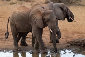 KENIA-TAITA-TAVETA-PARQUE NACIONAL DE TSAVO WEST-VIDA SILVESTRE