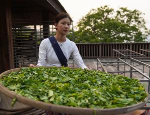 CHINA-YUNNAN-PU'ER-MONTAÑA JINGMAI-SECADO DEL TE