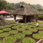 CHINA-YUNNAN-PU’ER-MONTAÑA JINGMAI-SECADO DEL TE