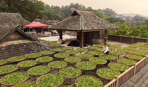 CHINA-YUNNAN-PU'ER-MONTAÑA JINGMAI-SECADO DEL TE