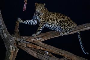 KENIA-TAITA-TAVETA-PARQUE NACIONAL DE TSAVO WEST-VIDA SILVESTRE