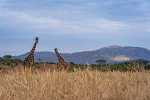 KENIA-TAITA-TAVETA-PARQUE NACIONAL DE TSAVO WEST-VIDA SILVESTRE