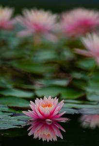 CHINA-LIRIO DE AGUA-FLORES