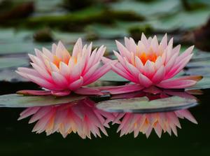 CHINA-LIRIO DE AGUA-FLORES
