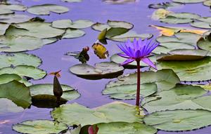 CHINA-LIRIO DE AGUA-FLORES
