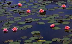 CHINA-LIRIO DE AGUA-FLORES