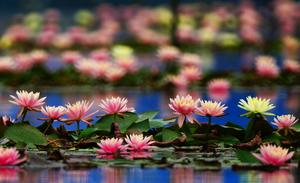 CHINA-LIRIO DE AGUA-FLORES