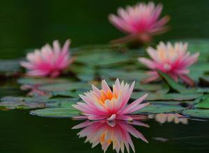 CHINA-LIRIO DE AGUA-FLORES