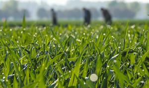 CHINA-AGRICULTURA DE PRIMAVERA