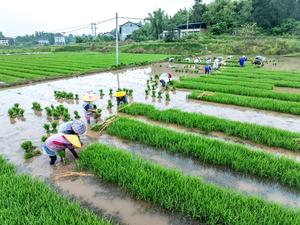 CHINA-AGRICULTURA DE PRIMAVERA