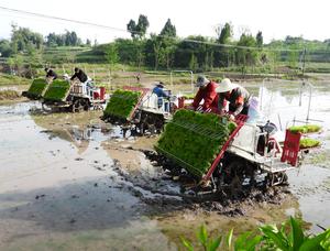 CHINA-AGRICULTURA DE PRIMAVERA