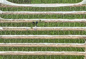 CHINA-AGRICULTURA DE PRIMAVERA