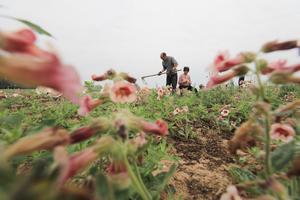 CHINA-AGRICULTURA DE PRIMAVERA