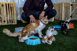 MEDIO ORIENTE-CIUDAD DE GAZA-GATOS CALLEJEROS