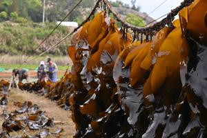 CHINA-FUJIAN-XIAPU-CULTIVO Y COSECHA DE ALGAS MARINAS
