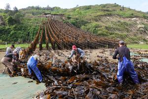 CHINA-FUJIAN-XIAPU-CULTIVO Y COSECHA DE ALGAS MARINAS