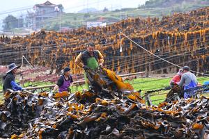 CHINA-FUJIAN-XIAPU-CULTIVO Y COSECHA DE ALGAS MARINAS
