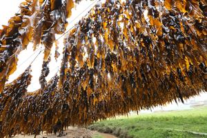 CHINA-FUJIAN-XIAPU-CULTIVO Y COSECHA DE ALGAS MARINAS
