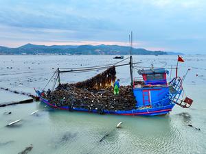 CHINA-FUJIAN-XIAPU-CULTIVO Y COSECHA DE ALGAS MARINAS