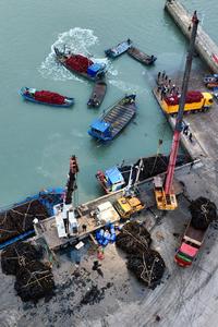 CHINA-FUJIAN-XIAPU-CULTIVO Y COSECHA DE ALGAS MARINAS