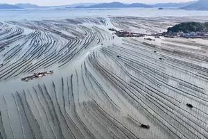 CHINA-FUJIAN-XIAPU-CULTIVO Y COSECHA DE ALGAS MARINAS