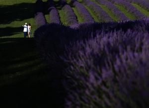 CANADA-ONTARIO-CAMBRIDGE-FLORES DE LAVANDA