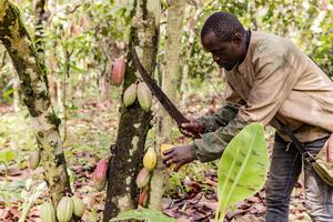 CAMERUN-BUEA-PLANTACION DE CACAO