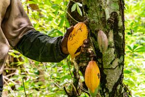 CAMERUN-BUEA-PLANTACION DE CACAO