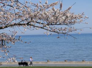 CANADA-ONTARIO-FLORES DE CEREZO