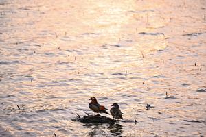 CHINA-BEIJING-PALACIO DE VERANO-PAISAJE DE PRIMAVERA