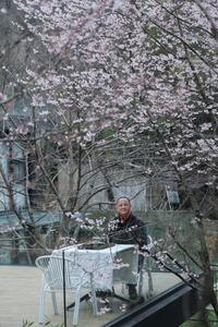 CHINA-ZHEJIANG-JIANDE-FLORES DE CEREZO SILVESTRES-TURISMO