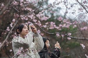 CHINA-ZHEJIANG-JIANDE-FLORES DE CEREZO SILVESTRES-TURISMO