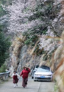 CHINA-ZHEJIANG-JIANDE-FLORES DE CEREZO SILVESTRES-TURISMO