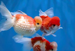 CHINA-FUZHOU-PEZ DORADO