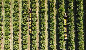 SUDAFRICA-PROVINCIA DEL NOROESTE-CITRICOS-COSECHA