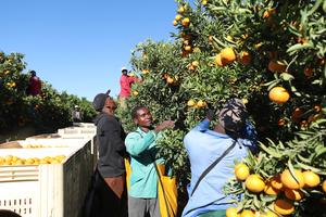 SUDAFRICA-PROVINCIA DEL NOROESTE-CITRICOS-COSECHA