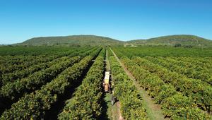 SUDAFRICA-PROVINCIA DEL NOROESTE-CITRICOS-COSECHA