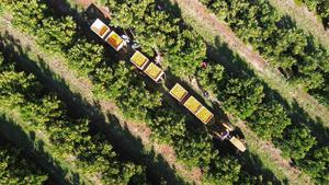 SUDAFRICA-PROVINCIA DEL NOROESTE-CITRICOS-COSECHA