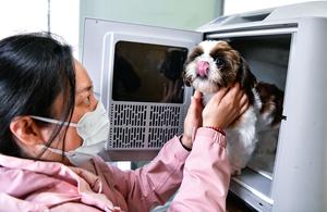 CHINA-GUIZHOU-FERROCARRIL DE ALTA VELOCIDAD-VIAJES DE MASCOTAS