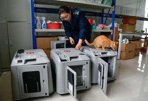CHINA-GUIZHOU-FERROCARRIL DE ALTA VELOCIDAD-VIAJES DE MASCOTAS