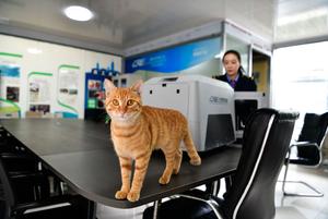 CHINA-GUIZHOU-FERROCARRIL DE ALTA VELOCIDAD-VIAJES DE MASCOTAS