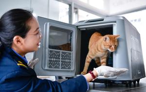 CHINA-GUIZHOU-FERROCARRIL DE ALTA VELOCIDAD-VIAJES DE MASCOTAS