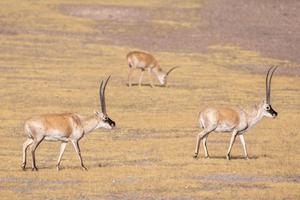 CHINA-XIZANG-RESERVA NATURAL NACIONAL DE CHANGTANG-ANTILOPE TIBETANO
