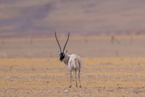 CHINA-XIZANG-RESERVA NATURAL NACIONAL DE CHANGTANG-ANTILOPE TIBETANO