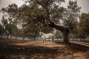 ESPAÑA-AVILA-INCENDIO FORESTAL
