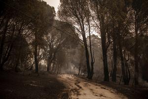 ESPAÑA-AVILA-INCENDIO FORESTAL